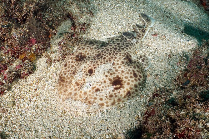 Scuba Diving Padangbai Shark Point 2 dives for certified divers - A guide ratio that keeps the day personal