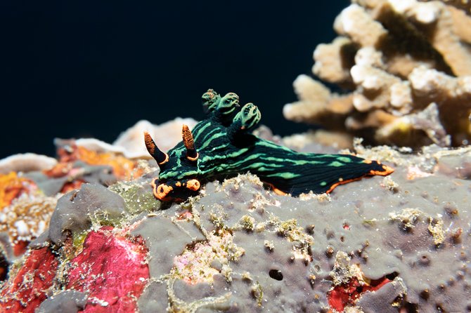 Scuba Diving Padangbai Shark Point 2 dives for certified divers - Is $158 fair for this Padangbai day?