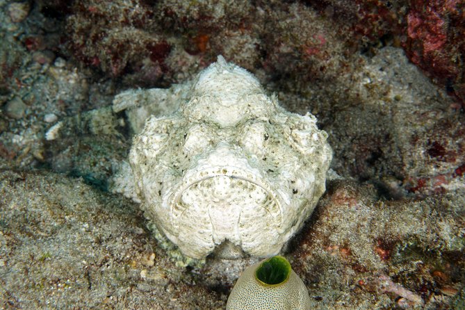 Scuba Diving Padangbai Shark Point 2 dives for certified divers - Who should book this trip?