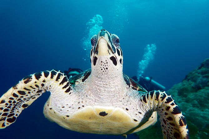 Scuba Diving Padangbai Shark Point 2 dives for certified divers - Blue Lagoon for frogfish, eels, and tiny reef creatures