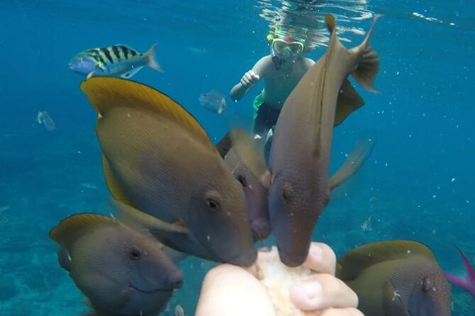 Snorkeling Adventure with East Nusa Penida Tour All Inclusive - Who will enjoy this 10-hour outing