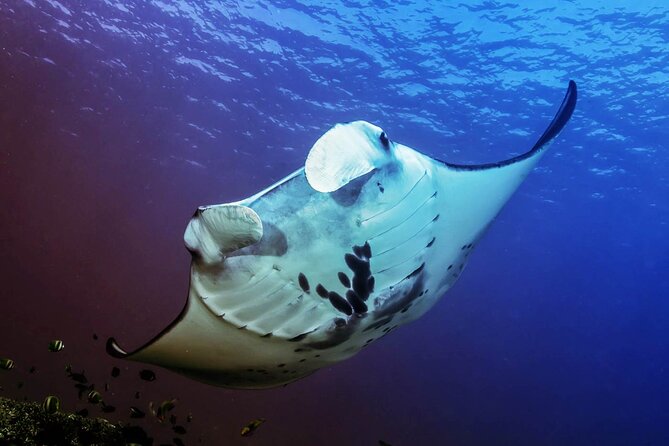 Snorkeling Adventure with East Nusa Penida Tour All Inclusive - From Jimbaran to Sanur by 6:30 am