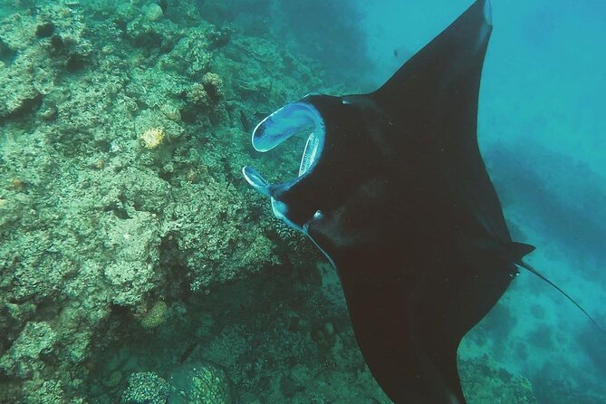 Snorkeling In Nusa Penida And Uluwatu Sunset Tours - Who should book this long Bali day?