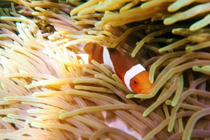 Snorkeling Package at Padang Bai Blue Lagoon - What the $65 Padangbai package really covers