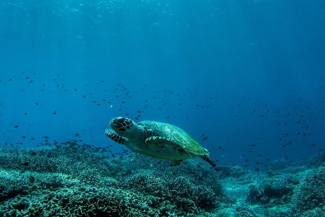 Snorkeling Trip Nusa Penida Bali - Why manta rays are the star of this Nusa Penida trip