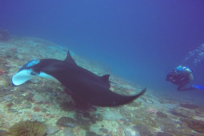 Snorkelling in Nusa Penida - Manta Point - The 45-minute crossing from Sanur