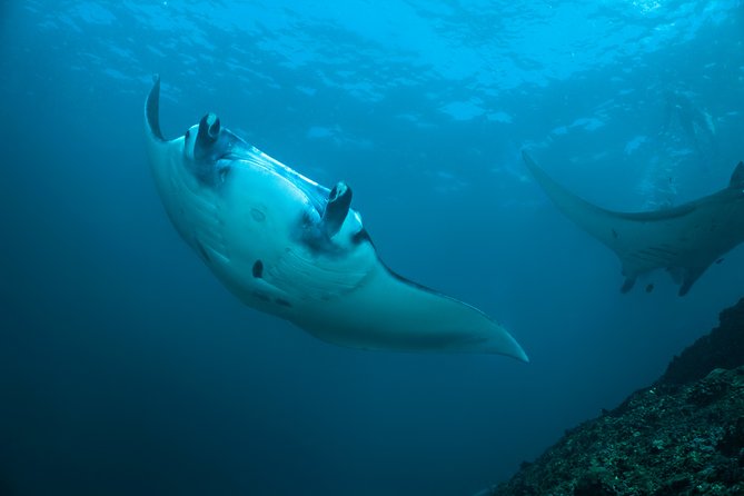 Snorkelling with Manta Rays at Nusa Penida and Lembongan - Key points to know before booking