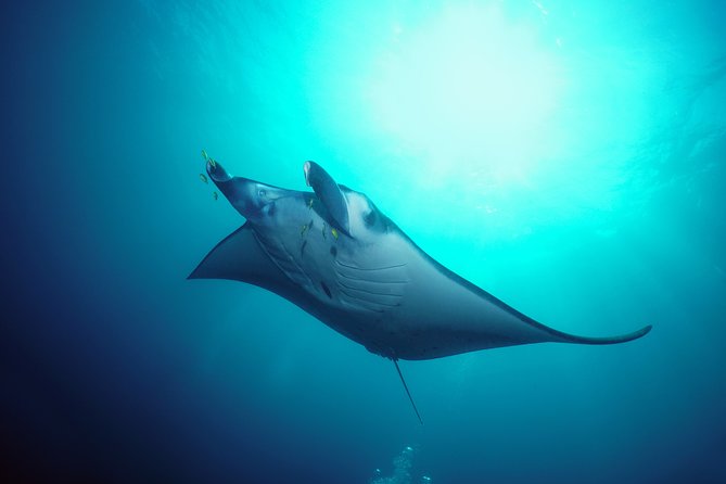 Snorkelling with Manta Rays at Nusa Penida and Lembongan - Speedboat travel to the islands