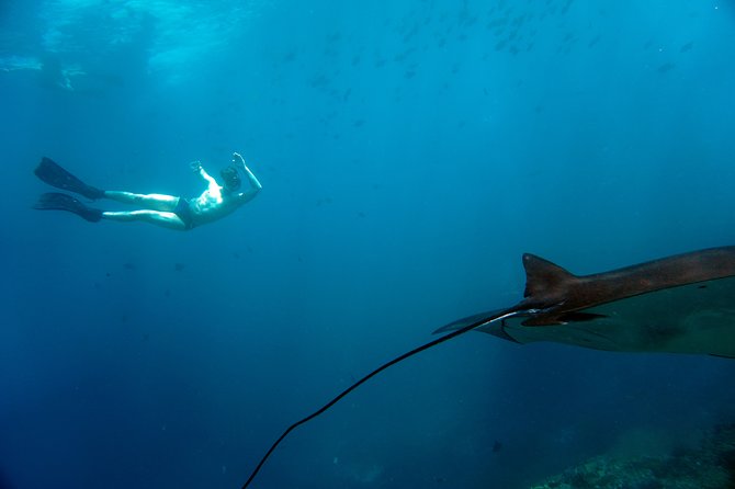 Snorkelling with Manta Rays at Nusa Penida and Lembongan - Who should book this day on the water