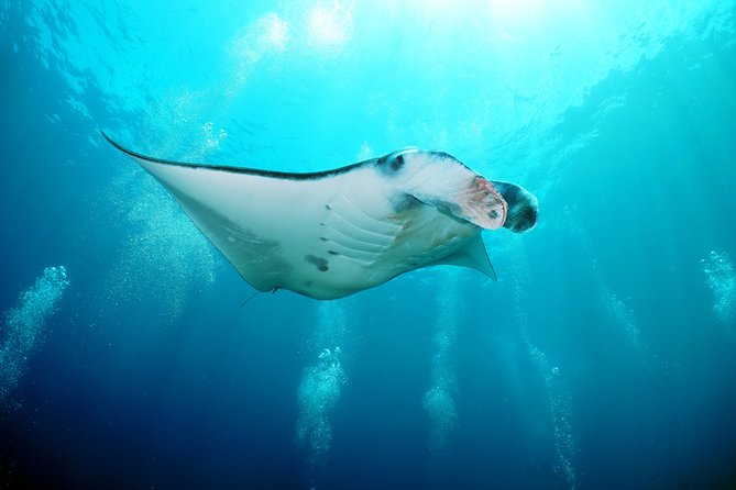Snorkelling with Manta Rays at Nusa Penida and Lembongan - The morning transfer from Bali
