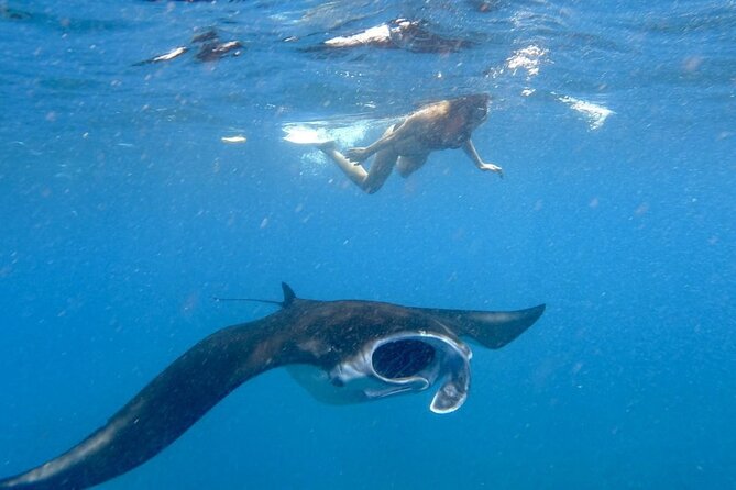 Swim with Manta Rays: Snorkeling Day Trip from Bali - Key points at a glance