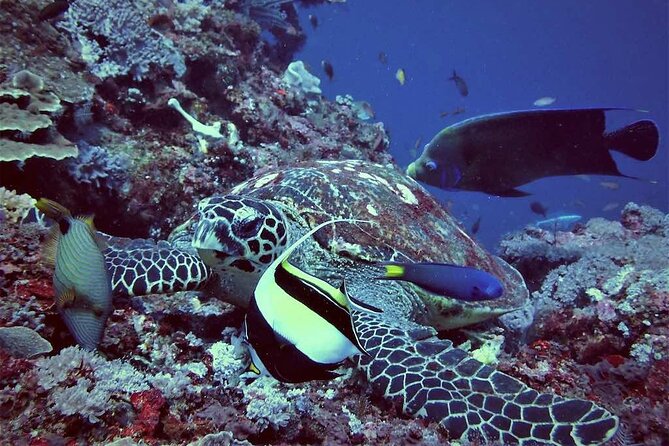Swim with Manta Rays: Snorkeling Day Trip from Bali - Why Manta Bay makes this Bali day trip special