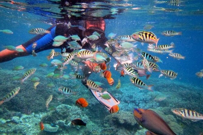 Swim with Manta Rays: Snorkeling Day Trip from Bali - Mangrove Point by traditional boat