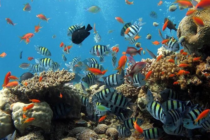 The Best 2-point Snorkeling in Padangbai: Blue lagoon and Tanjung jepun - Tanjung Jepun, the gentler first stop