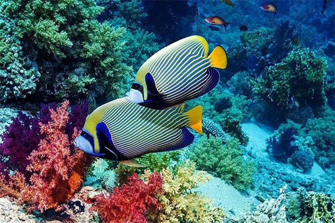 Tour Gate of Heaven at Lempuyang Temple - Blue Lagoon Snorkeling with lunch - Who should book this combination