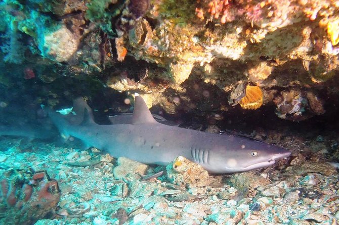 Try Scuba Diving at Padang Bai - Who should book this beginner package?