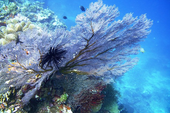 Try Scuba Diving at Tulamben Shipwreck - Exploring the wreck at 11:00 a.m.