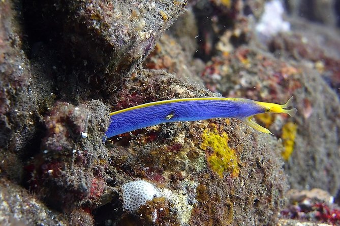 Try Scuba Diving at Tulamben Shipwreck - Lunch beside the beach at noon