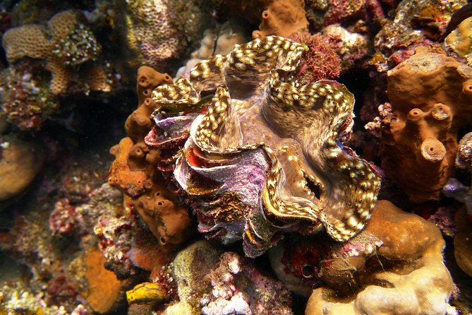 Try Scuba Diving at Tulamben Shipwreck - The second session at 1:00 p.m.