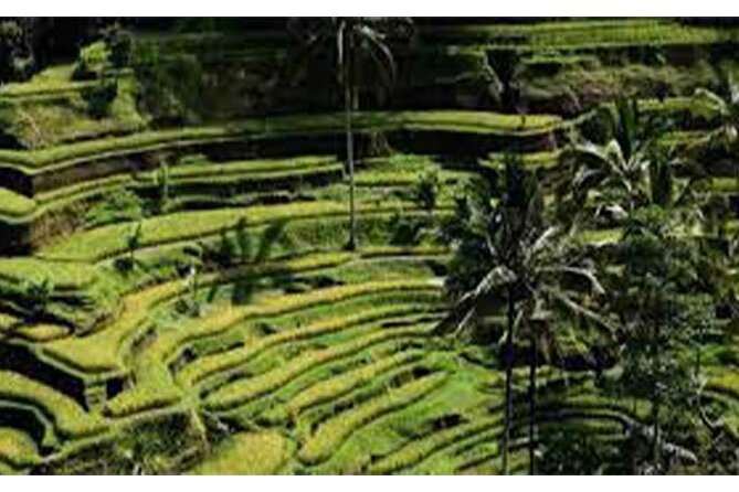 Ubud ATV Quad Bike, Monkey Forest and Rice Terrace - The ATV course through rice fields and riverbeds