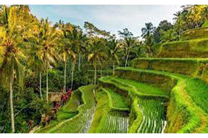 Ubud ATV Quad Bike, Monkey Forest and Rice Terrace - Lunch, showers, and the practical middle of the day