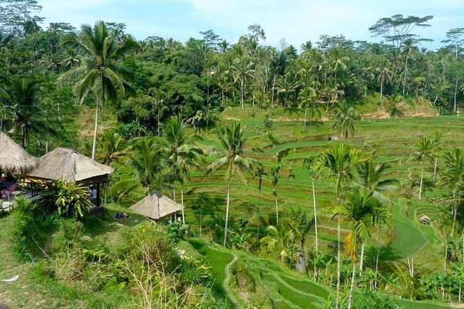 Ubud Combine Mount Batur Kintamani Tour - Service can shape the day
