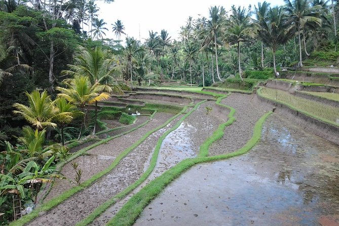 Ubud Customized Private Tour - Mount Batur and Kintamani views
