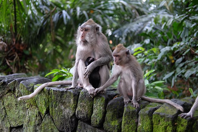 Ubud Experience ; Swing, Waterfalls, Art Market, Rice Terrace - Why this private Ubud day works from Kuta