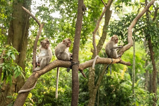 Ubud Monkey Forest - Rice Terrace - Jungle Swing - Water Temple - Monkey Forest: close encounters in a sacred setting
