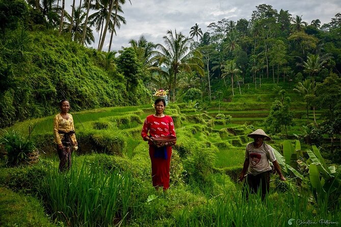 Ubud Monkey Forest - Rice Terrace - Jungle Swing - Water Temple - The swing question: confirm the option before departure