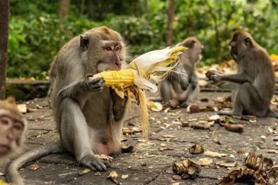 Ubud Monkey Forest – Rice Terrace – Jungle Swing – Water Temple