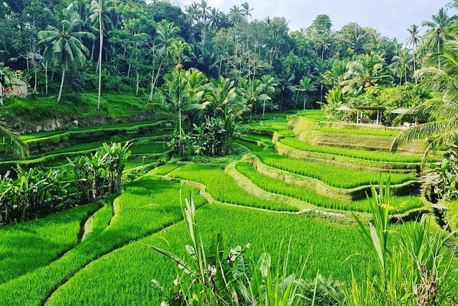 Ubud Monkey Forest - Rice Terrace - Jungle Swing - Water Temple - Your driver can make or break the day