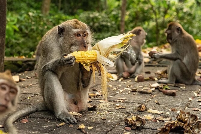 Ubud Monkey Forest - Rice Terrace - Jungle Swing - Water Temple - Tegalalang Rice Terrace: the view behind the photographs