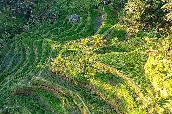 Ubud: Swing - Monkey Forest - Waterfall - Temple - Rice Terraces - Art Crafts - Sacred Monkey Forest mixes wildlife with temple grounds