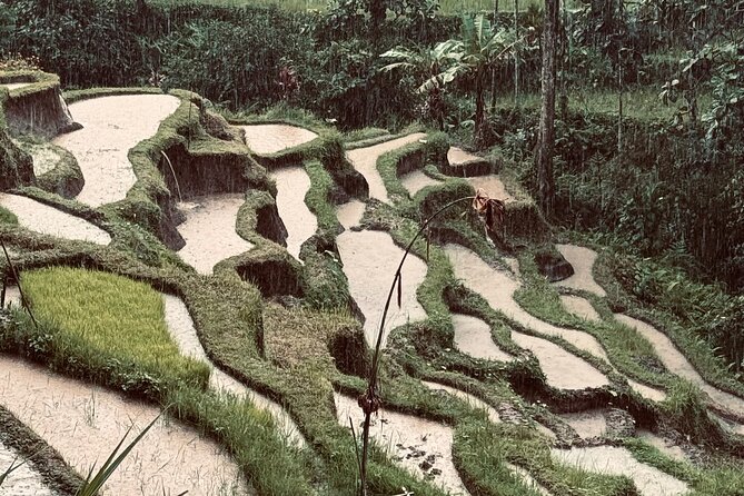 Ubud Top Tours to Discover Bali’s Cultural and Natural Wonders - What the private driver changes