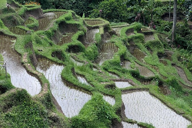 Ubud Top Tours to Discover Bali’s Cultural and Natural Wonders - Timing, lunch, and the pace of the route