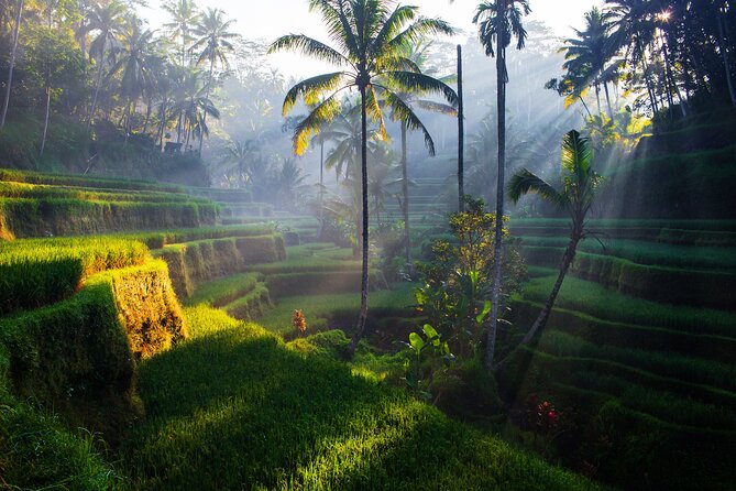 Ubud waterfall, rice terraces, and swing explore - Is $41 a good deal?