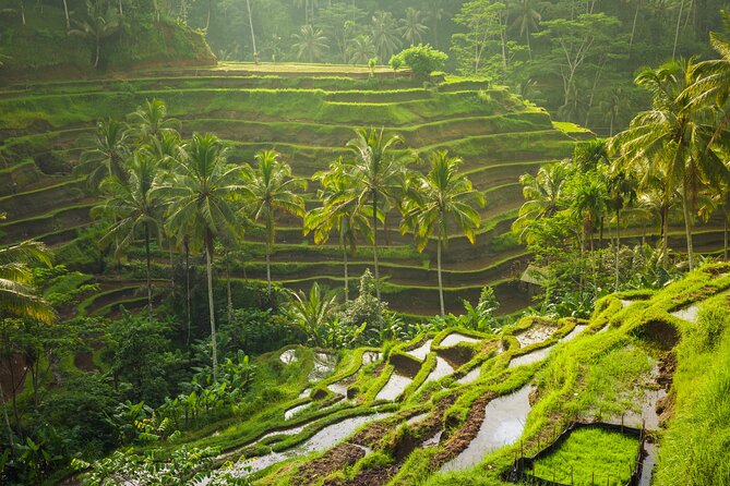 Ubud waterfall, rice terraces, and swing explore - Who will enjoy this tour most?