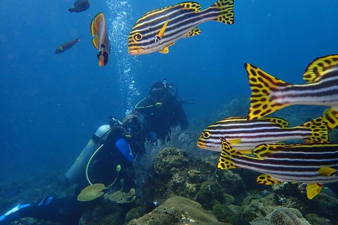 USS Liberty Shipwreck Scuba Diving at Tulamben Bali - First underwater session: meeting the wreck