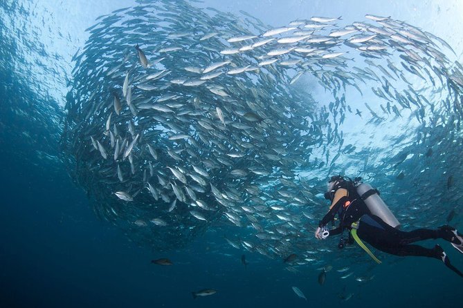 USS Liberty Shipwreck Scuba Diving at Tulamben Bali - Marine life and photo options